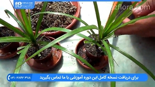 پرورش گل و گیاه _ تعویض خاک گل دراسنا پرچمی