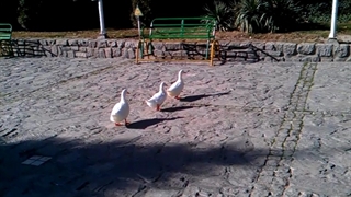 فیلمبردار-حسام الدین شفیعیان