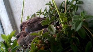 فیلمبردار-حسام الدین شفیعیان