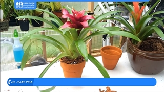 تعویض خاک و گلدان گیاه آناناسیان زیبا برای آپارتمان