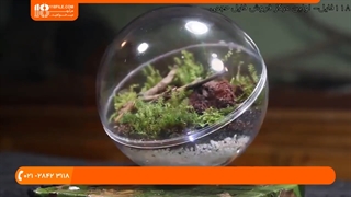 طریقه کاشت گیاهان و خزه ها در داخل تراریوم کروی شکل