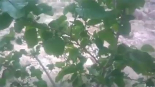 برگهای زندگی بخش