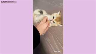 لیسا با لئو