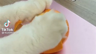 گربه ی ایندم:)