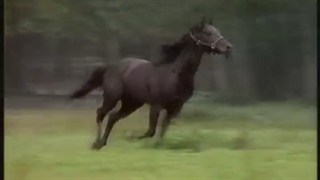 Adventures of the Black Stallion S1E1 - part 3