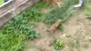 حمله پلنگ گرسنه