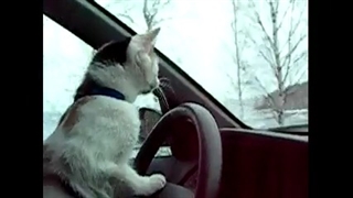 گربه رارنده