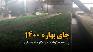 چای بهاره ۱۴۰۰ - پروسه تولید چای در کارخانه چای