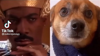 Funny Video, Michael Jackson