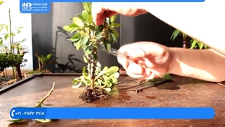 آموزش پرورش گل و گیاه //  پرورش و اصلاح بونسای کاکتوس