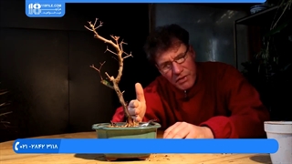 پرورش و نگهداری از گیاه بونسا گل کاغذی