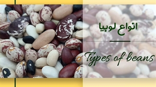 فروش انواع لوبیا ایرانی
