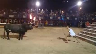 حمله گاو خشمگین