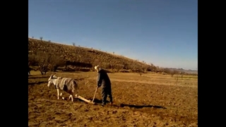 کشاورزی سنتی در خانیک