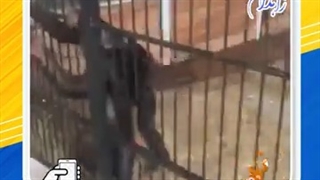 زورگیری و موبایل قاپی به حیوانات هم رسید