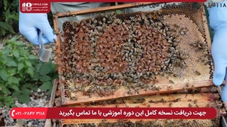 آموزش زنبورداری (دوبله) -  آپدیت چهارم ویروس مزمن فلج زنبور