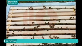 آموزش زنبورداری (دوبله) - آپدیت دسته با تکان دادن