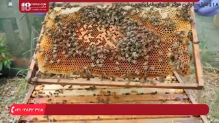 آموزش زنبورداری (دوبله) - روش بررسی سوپر برای عسل آماده