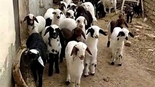 کلاس گوسفند ها جالبه ببنید@-@