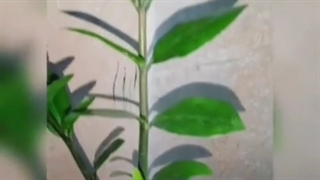 زرد شدن برگ زامیفولیا