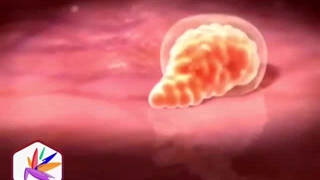 ویدیو مراحل رشد جنین انسان