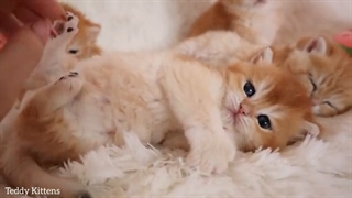 Cute kittens meowing and drink milk from a bottle