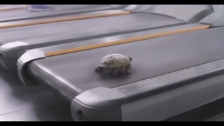 Deja Vu(turtle version)