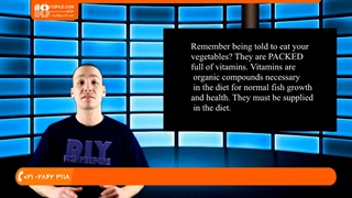 آموزش پرورش ماهی زینتی - غذادهی به ماهی دیسکس