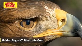 عقـــــــــــاب