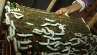 کرم ابریشم
