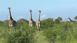 SOUTH AFRICA giraffes, Kruger national park (hd-video)