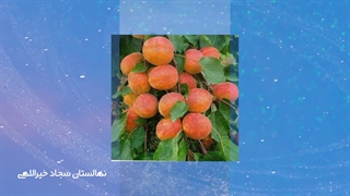 نهالستان سجاد خیراللهی در میاندوآب