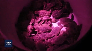 وقتی لاک‌پشت‌ها سر از تخم بیرون می‌آورند