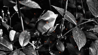 آبزی ماهرم!!