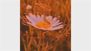 گرفته سیاهی کل منو