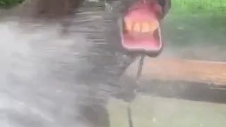 طنز اسب روانی