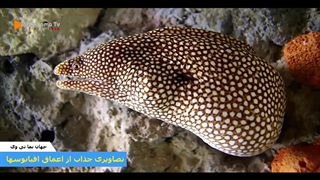 تصاویری اعجاب انگیز از اعماق اقیانوسها