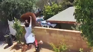 واکنش خطرناک در برابر ورود خرس به حیاط خانه در آمریکا