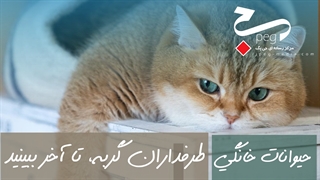 اگر گربه دارید، این برنامه را از دست ندهید