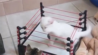 کشتی کج بین گربه ها