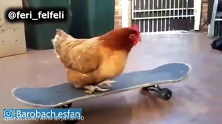 در حالی که من دارم سر این هار هار میخندم مالک و ممد دعوا میکنن و من دارم عر عر کنان میخندم @_@