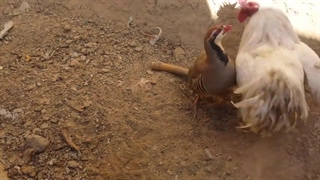 نبرد خروس سفید با قرقاول نر