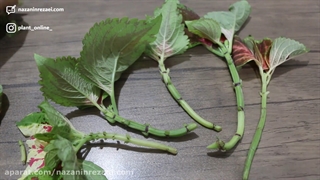 قلمه زنی و نگهداری در آب حسن یوسف