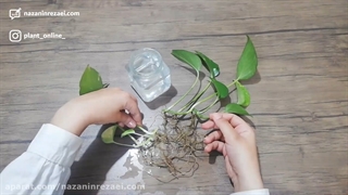 طریقه نگهداری قلمه در آب