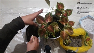 طریقه کاشت قلمه های حسن یوسف در خاک