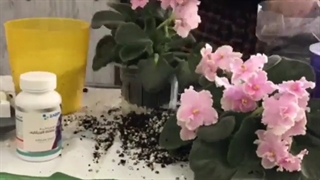 طریقه جداسازی بوته بنفشه آفریقایی