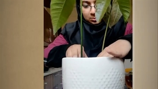 طریقه کاشت گیاهچه انبه در گلدان