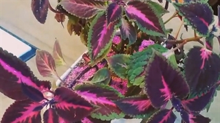 چگونه شپشک آردآلود حسن یوسف را رفع کنیم؟