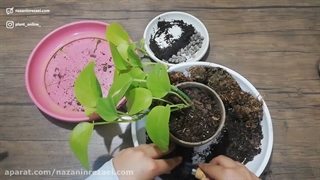 پتوس نئون، کاشت و نگهداری