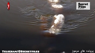 ویدیوی واقعی از هیولای ترسناک،یخی و دراز در رودخانه یخزده آلاسکا (شکار دوربین _ قسمت ۶۹)